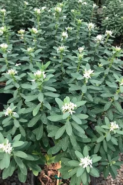 Jim's Pride White Summer Daphne - Daphne X Transatlantica - 1 Gallon Pot -Cheap Green Garden Store daphne jims pride 7 1