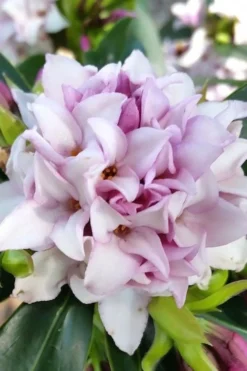 Pink Perfume Princess Winter Daphne - 2 Gallon Pot -Cheap Green Garden Store daphne perfume princess 12