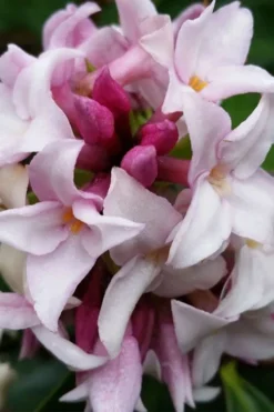 Pink Perfume Princess Winter Daphne - 2 Gallon Pot -Cheap Green Garden Store daphne perfume princess 15