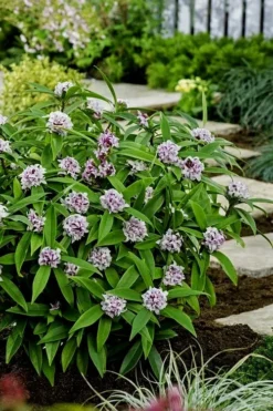 Pink Perfume Princess Winter Daphne - 2 Gallon Pot -Cheap Green Garden Store daphne perfume princess 7