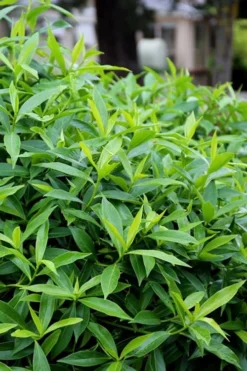 Pink Perfume Princess Winter Daphne - 2 Gallon Pot -Cheap Green Garden Store daphne perfume princess 8