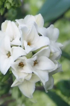 White Perfume Princess Winter Daphne - 3 Gallon Pot