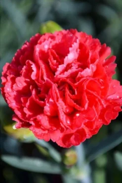 Early Bird Chili Dianthus (Carnations) 1 Gallon Pot -Cheap Green Garden Store dianthus early bird chili 1