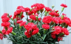 Early Bird Chili Dianthus (Carnations) 1 Gallon Pot -Cheap Green Garden Store dianthus early bird chili 2