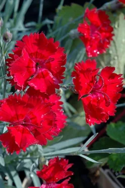 Fire Star Dianthus (Carnation) - 1 Gallon Pot -Cheap Green Garden Store dianthus fire star cottage pinks 101 1