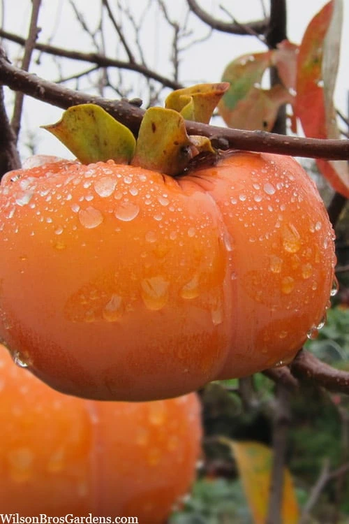 Fuyu Persimmon Tree - 7 Gallon Pot (4-5') 1 Fuyu Persimmon Tree - 7 Gallon Pot (4-5')
