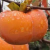 Fuyu Persimmon Tree - 3 Gallon Pot