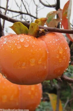 Fuyu Persimmon Tree - 3 Gallon Pot