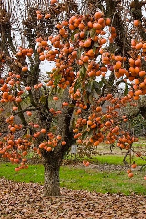 Fuyu Persimmon Tree - 7 Gallon Pot (4-5') 4 Fuyu Persimmon Tree - 7 Gallon Pot (4-5') - Image 4
