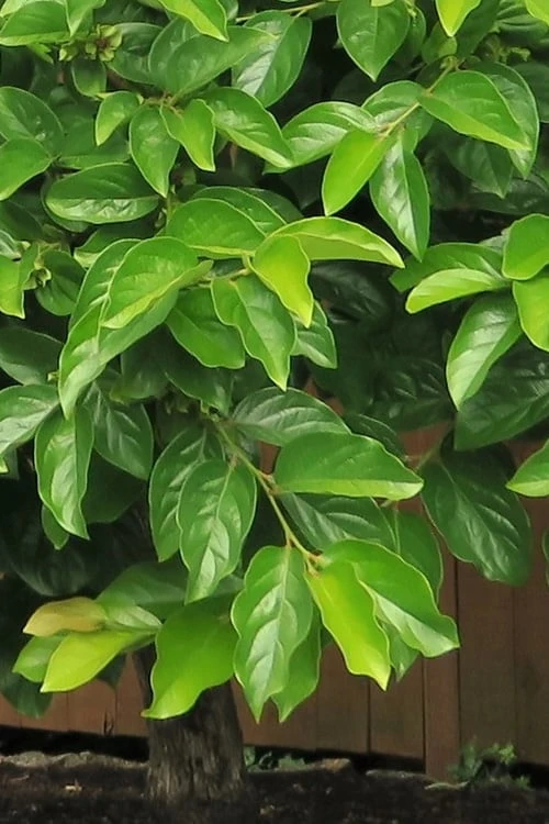 Fuyu Persimmon Tree - 7 Gallon Pot (4-5') 6 Fuyu Persimmon Tree - 7 Gallon Pot (4-5') - Image 6