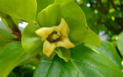 Fuyu Persimmon Tree - 3 Gallon Pot 14 Fuyu Persimmon Tree - 3 Gallon Pot -Cheap Green Garden Store diospyros kaki fuyu persimmon tree 9