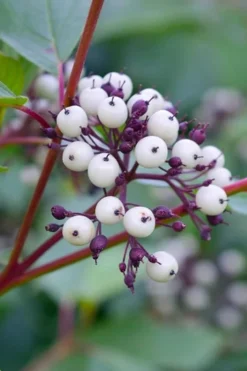 Red Osier Red Twig Dogwood (Cornus Sericea) - 2 Gallon Pot -Cheap Green Garden Store dogwood red osier 500x750 1