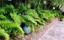 Autumn Brilliance Fern (Dryopteris Erythrosora) - 3 Gallon -Cheap Green Garden Store dryopteris erythrosora autumn brilliance fern 10 1
