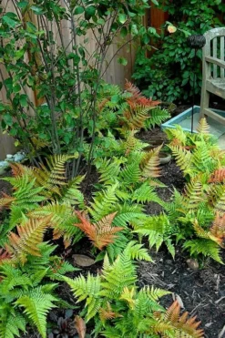 Autumn Brilliance Fern (Dryopteris Erythrosora) - 6 Pack Of 1 Gallon Pots -Cheap Green Garden Store dryopteris erythrosora autumn brilliance fern 11 3