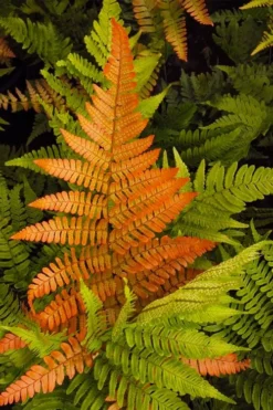Autumn Brilliance Fern (Dryopteris Erythrosora) - 3 Gallon -Cheap Green Garden Store dryopteris erythrosora autumn brilliance fern 2 1