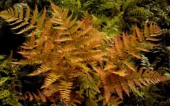 Autumn Brilliance Fern (Dryopteris Erythrosora) - 3 Gallon -Cheap Green Garden Store dryopteris erythrosora autumn brilliance fern 3 1