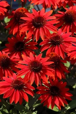 Panama Red Coneflower (Echinacea) - 5 Pack Of Quart Pots -Cheap Green Garden Store echinacea panama red coneflower 2