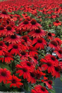 Panama Red Coneflower (Echinacea) - 5 Pack Of Quart Pots -Cheap Green Garden Store echinacea panama red coneflower 3