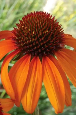 Tiki Torch Orange Coneflower (Echinacea) - 1 Gallon Pot -Cheap Green Garden Store echinacea tiki torch coneflower 14