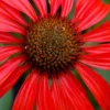 Tomato Soup Coneflower (Echinacea) - 1 Gallon Pot