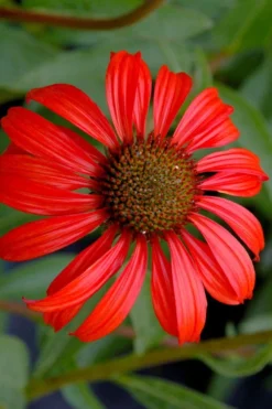 Tomato Soup Coneflower (Echinacea) - 1 Gallon Pot -Cheap Green Garden Store echinacea tomato soup coneflower 3