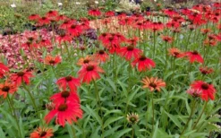 Tomato Soup Coneflower (Echinacea) - 1 Gallon Pot -Cheap Green Garden Store echinacea tomato soup coneflower 6