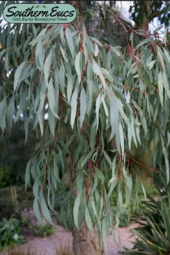 Angus Cold Hardy Eucalyptus Tree (Eucalyptus Nicholii) - Quart Pot -Cheap Green Garden Store eucalyoptus nicholii angus 1 2