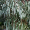 Angus Cold Hardy Eucalyptus Tree (Eucalyptus Nicholii) - 3 Gallon Pot