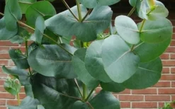 Big O Cold Hardy Eucalyptus Tree (Eucalyptus Neglecta) - Quart Pot -Cheap Green Garden Store eucalyptus bigo leaves 6