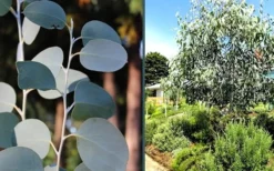 Mappa Tassie Cold Hardy Eucalyptus Tree (Eucalyptus Pauciflora) - 3 Gallon Pot -Cheap Green Garden Store eucalyptus mappa tassie combo
