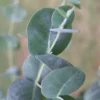 Big O Cold Hardy Eucalyptus Tree (Eucalyptus Neglecta) - 5 Gallon Pot (5-6')