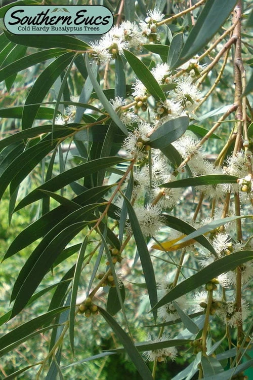 Funky Monkey Cold Hardy Eucalyptus Tree (Eucalyptus Parvula) - 2 Gallon Pot 1 Funky Monkey Cold Hardy Eucalyptus Tree (Eucalyptus Parvula) - 2 Gallon Pot