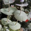 Luna Cold Hardy Eucalyptus Tree (Eucalyptus Perriniana) - Quart Pot