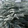 Bluey Cold Hardy Eucalyptus Tree (Eucalyptus Pulverulenta) - 1 Gallon Pot