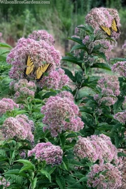 Queen Of The Prairie Hollow Stem Joe Pye Weed - 1 Gallon Pot -Cheap Green Garden Store eupatoriadelphus fistulosa joe pye weed 5