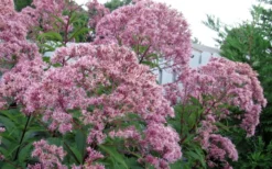 Queen Of The Prairie Hollow Stem Joe Pye Weed - 1 Gallon Pot -Cheap Green Garden Store eupatoriadelphus fistulosa joe pye weed 8