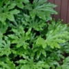 Fatsia Japonica (Japanese Aralia / Glossy Paper Plant) - 7 Gallon Pot (2-3')