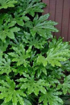 Fatsia Japonica - Japanese Aralia - Glossy Paper Plant - 5 Gallon Pot