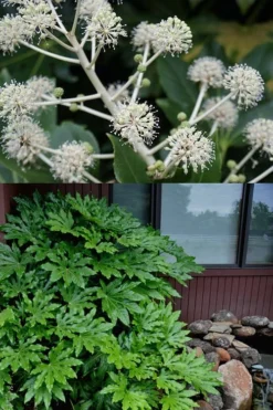 Fatsia Japonica - Japanese Aralia - Glossy Paper Plant - 5 Gallon Pot -Cheap Green Garden Store fatsia Japanese Aralia 2 500x750 4