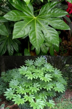 Fatsia Japonica (Japanese Aralia / Glossy Paper Plant) - 7 Gallon Pot (2-3') -Cheap Green Garden Store fatsia Japanese Aralia 500x750 2