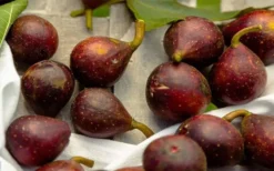 Little Ruby Dwarf Fig Tree - 3 Gallon Pot -Cheap Green Garden Store ficus carica little ruby fig tree 2