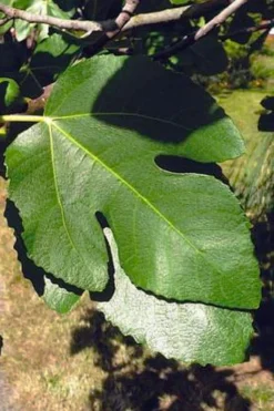 Little Ruby Dwarf Fig Tree - 3 Gallon Pot -Cheap Green Garden Store ficus carica little ruby fig tree 3