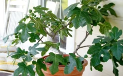 Little Ruby Dwarf Fig Tree - 3 Gallon Pot -Cheap Green Garden Store ficus carica little ruby fig tree 4
