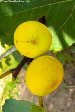LSU Gold Fig Tree - 5 Gallon Pot 11 LSU Gold Fig Tree - 5 Gallon Pot -Cheap Green Garden Store ficus carica lsu gold fig tree 1