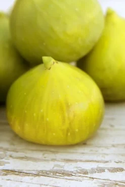 LSU Gold Fig Tree - 5 Gallon Pot 9 LSU Gold Fig Tree - 5 Gallon Pot -Cheap Green Garden Store ficus carica lsu gold fig tree 2