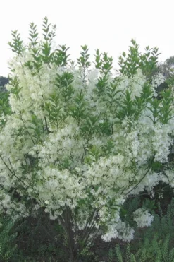 Grancy Graybeard - White Fringe Tree - 1 Gallon Pot -Cheap Green Garden Store grancy graybeard tree 33
