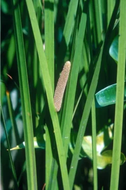 American Sweet Flag (Acorus Americanus) - 6 Pack Of 1 Gallon Pots -Cheap Green Garden Store grass american sedge 500x750 3