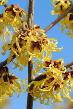 Arnold Promise Witch Hazel - 3 Gallon Pot 14 Arnold Promise Witch Hazel - 3 Gallon Pot -Cheap Green Garden Store hamamelis intermedia arnolds promise witch hazel 1