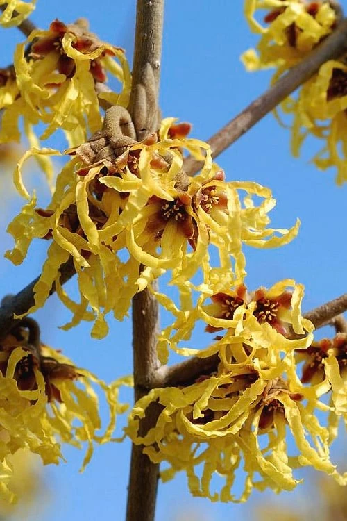 Arnold Promise Witch Hazel - 3 Gallon Pot 5 Arnold Promise Witch Hazel - 3 Gallon Pot - Image 5