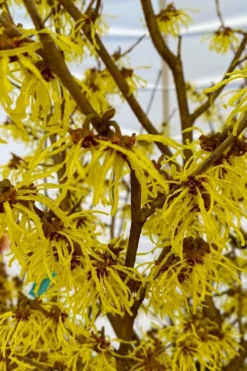 Arnold Promise Witch Hazel - 3 Gallon Pot 16 Arnold Promise Witch Hazel - 3 Gallon Pot -Cheap Green Garden Store hamamelis intermedia arnolds promise witch hazel 2